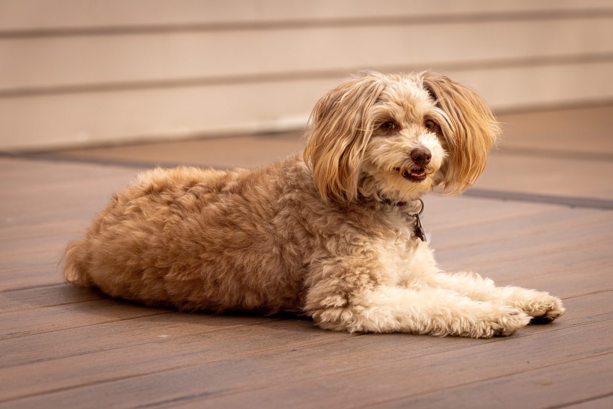 CR5 8683 4 K compressed