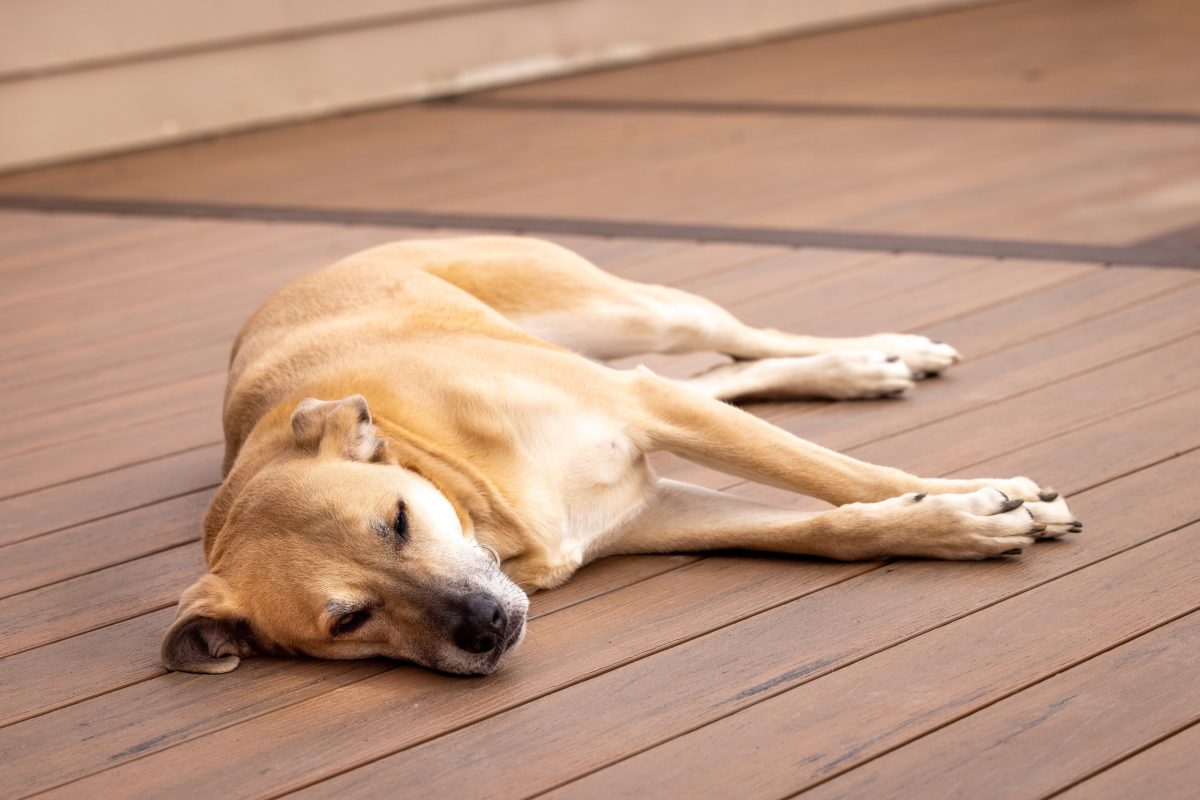 CR5 8728 4 K compressed