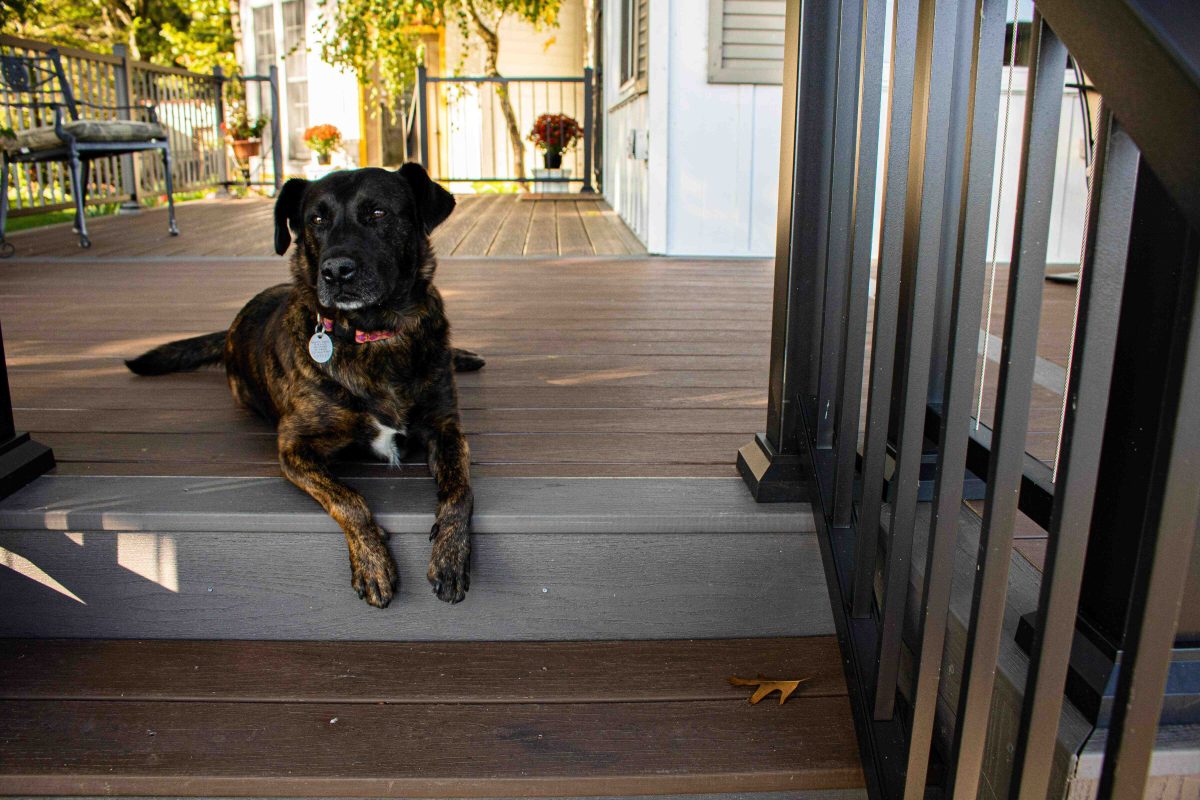 Brindle colored dog on a Green Shield deck. Happy dog appreciates a deck built to last even under puppy paws.