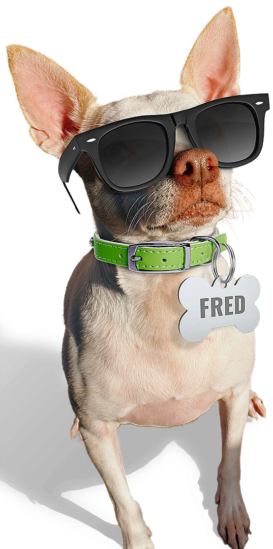 Fred with Sunglasses
